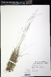 Muhlenbergia uniflora image