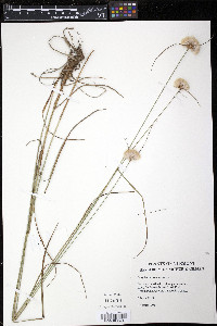 Eriophorum virginicum image