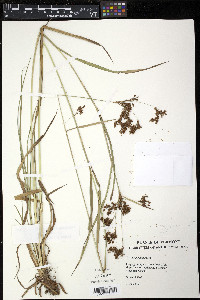 Scirpus pendulus image