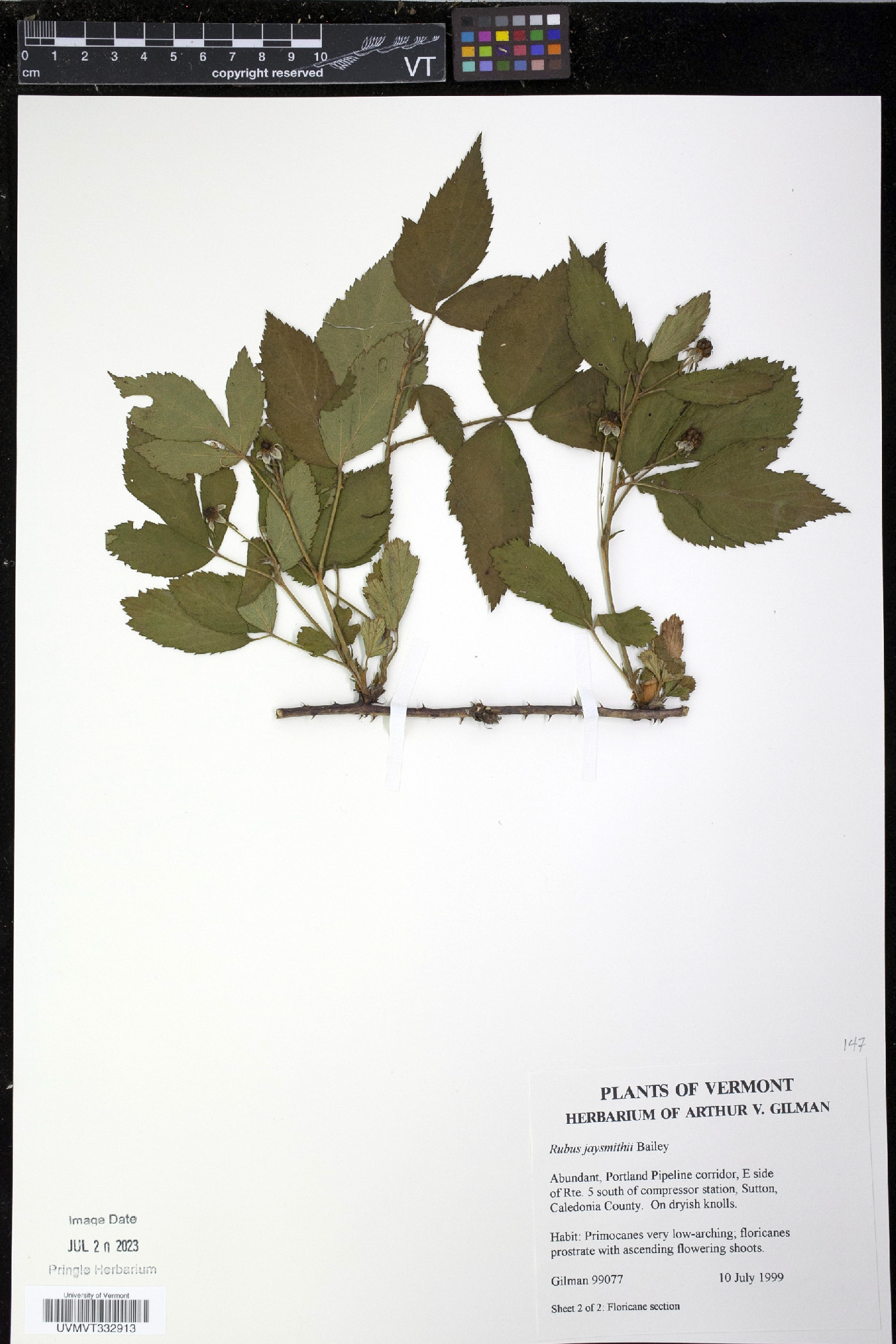 Rubus jaysmithii image