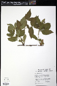 Rubus jaysmithii image