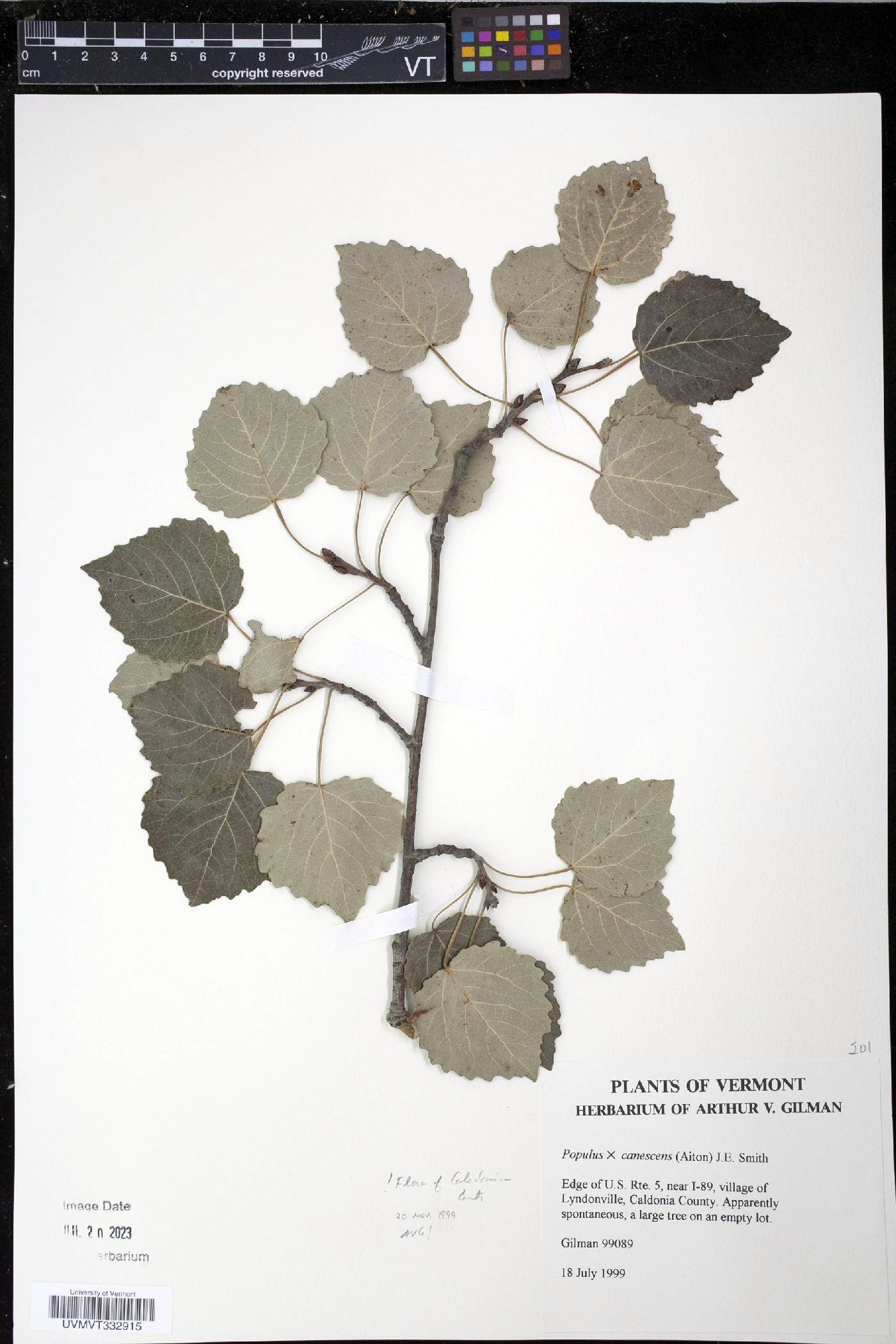 Populus × canescens image