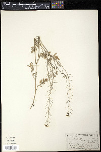 Rorippa sylvestris image