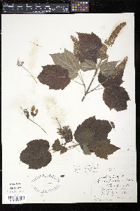 Acer spicatum image