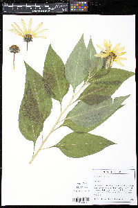 Helianthus tuberosus image