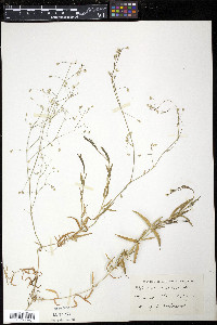 Stellaria graminea image