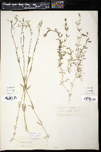 Stellaria graminea image