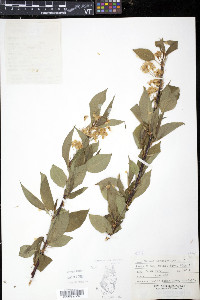 Prunus pensylvanica image