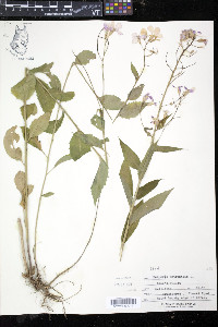 Hesperis matronalis image