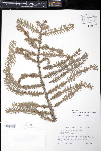 Araucaria columnaris image
