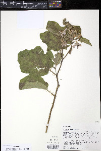 Solanum dimidiatum image