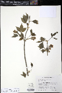 Staphylea trifolia image