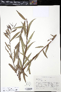 Salix × fragilis image