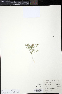 Polygala cruciata image