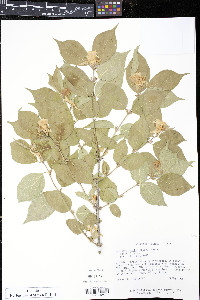 Lonicera maackii image