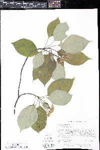 Cornus alternifolia image