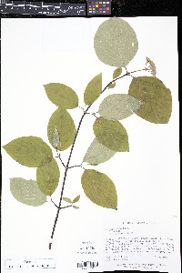 Cornus rugosa image