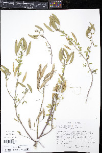 Polanisia dodecandra image