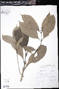 Media resource of Gaertnera vaginans