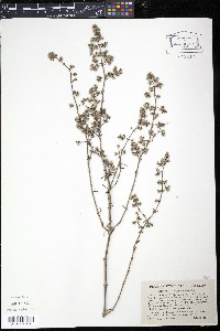 Galium angustifolium image