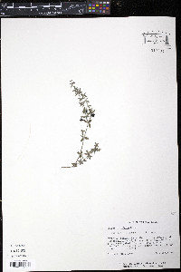 Galium hispidum image