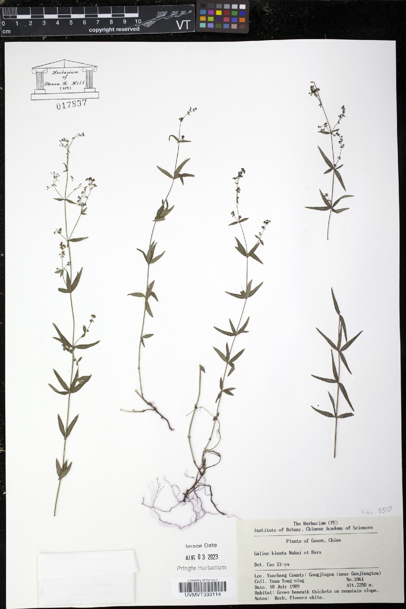 Galium kinuta image