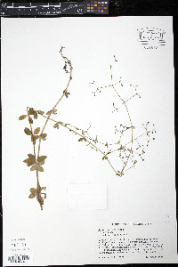 Galium pilosum image