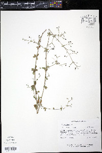 Galium pilosum image