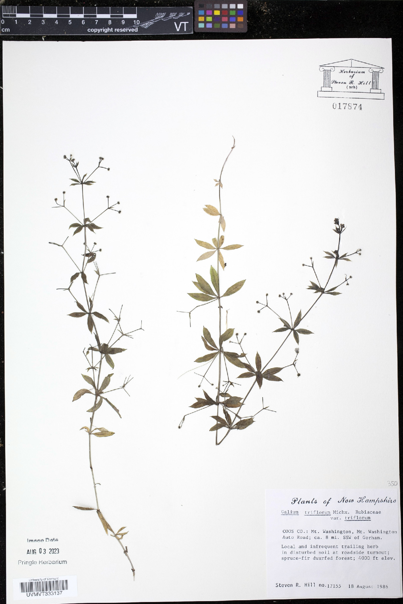 Galium triflorum var. triflorum image