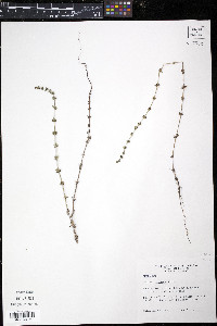 Galium virgatum image