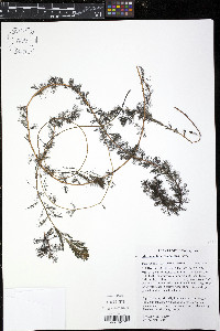 Myriophyllum sibiricum image