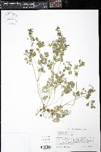 Corydalis flavula image