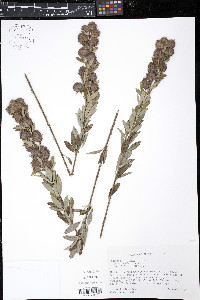 Lespedeza capitata image