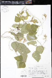 Amphicarpaea bracteata var. comosa image