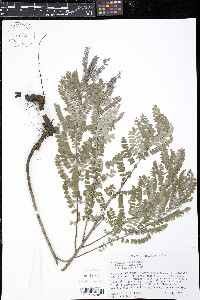 Amorpha canescens image