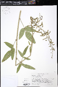 Desmodium illinoense image