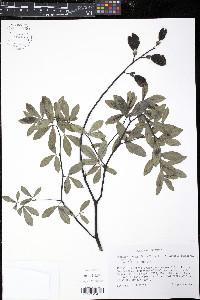 Baptisia alba image