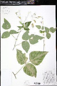 Desmodium canescens image