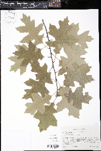 Quercus ellipsoidalis image