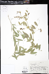 Lathyrus ochroleucus image