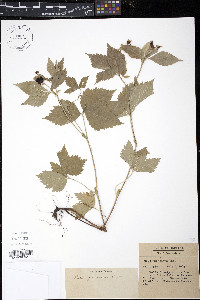 Rubus pubescens image