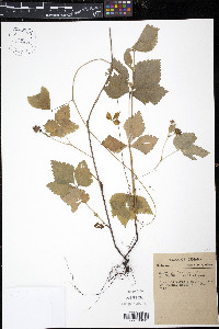 Rubus pubescens image