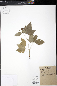 Rubus pubescens image