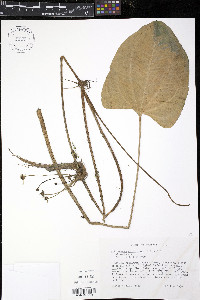 Echinodorus cordifolius image