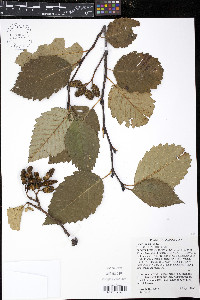 Alnus rubra image