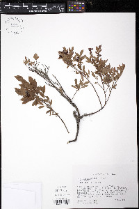 Vaccinium angustifolium image