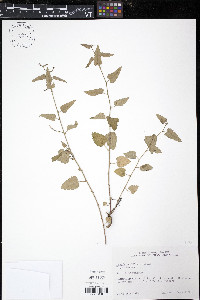 Tragia urticifolia image