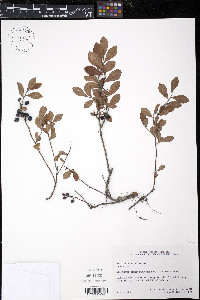 Vaccinium tenellum image