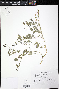 Corydalis micrantha image