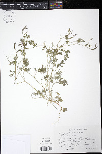 Corydalis micrantha image